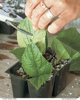 Trim each set of leaves to minimize transpiration loss.