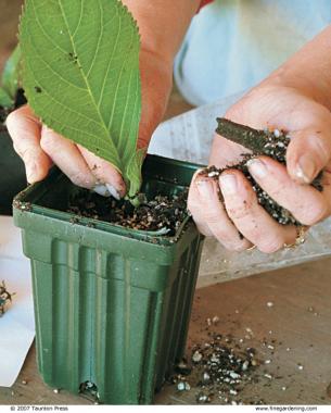 Pot up rooted cuttings into quart-size containers. 