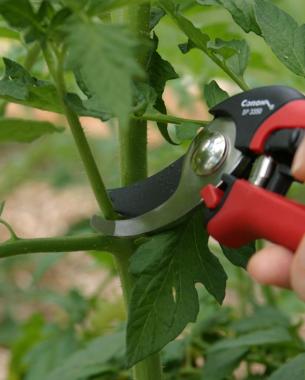 download free pruning tomato plants